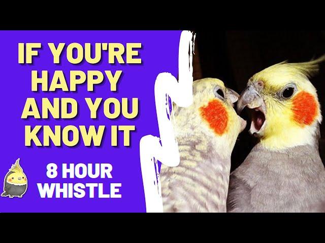 IF YOU'RE HAPPY AND YOU KNOW IT 8 HOUR WHISTLE PRACTICE FOR BIRDS - Whistling Songs For Cockatiels