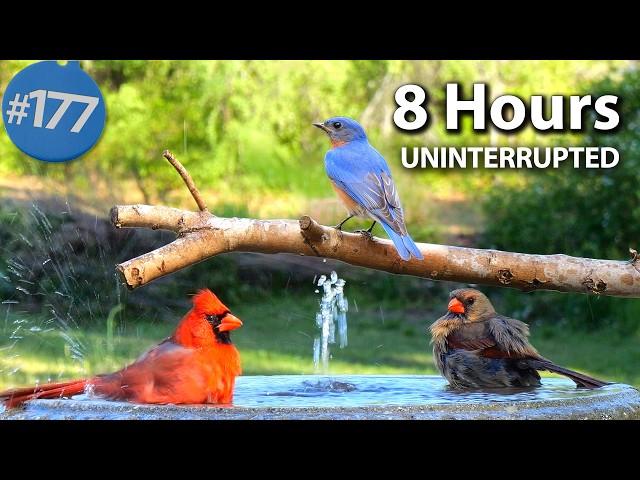  Relaxing Bird Bath, 8 Hours of Birds  Fountain Water Sounds Uninterrupted CatTV @LensMyth