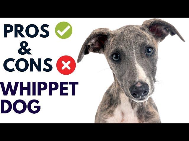 Whippet Dog Breed Pros and Cons  Whippet Dog Advantages and Disadvantages  #animalplatoon