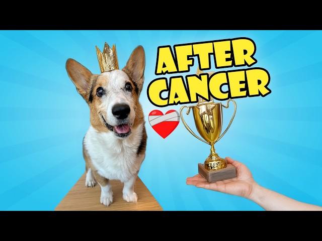 My Corgi Survivor!  2 Years Since Cancer Diagnosis