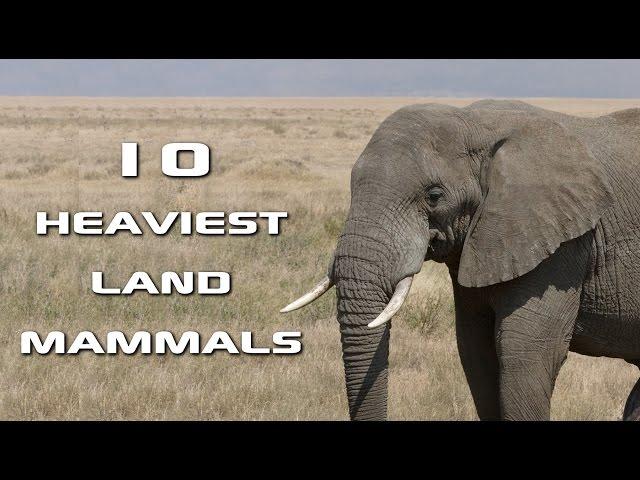 Top 10 Heaviest Land Mammals on Earth: Creature Countdown - FreeSchool