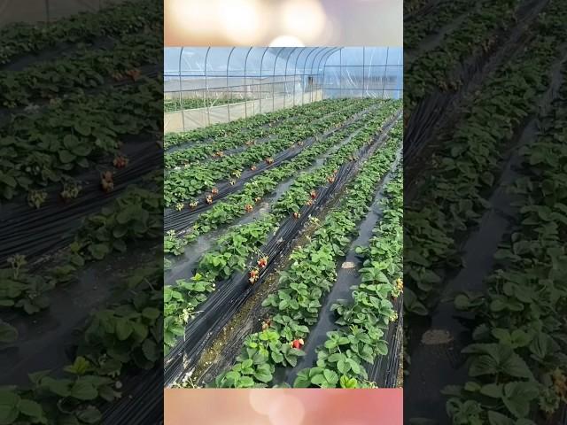 Strawberry grows under the tent