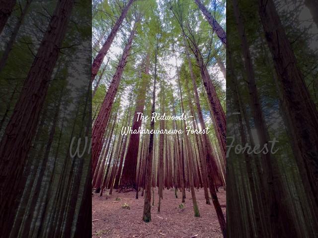 Redwoods – Whakarewarewa Forest