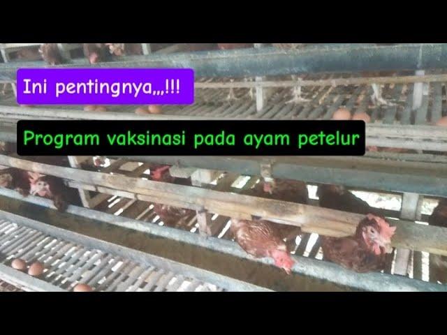 penting,,,,!!!.Program vaksinasi pada ayam petelur