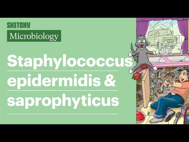 Staphylococcus epidermidis & saprophyticus Lesson (Full Lesson) | Sketchy Medical | USMLE Step 1