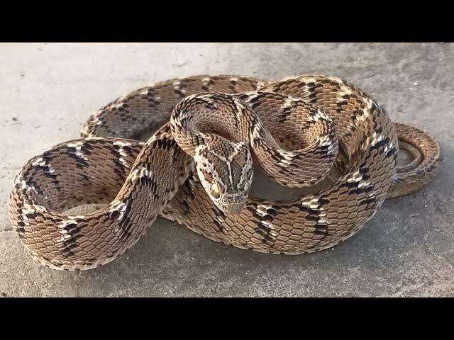    पहिलो चोटी नेपाल मा भेटियो यति खतरनाक साँप Cat snake rescue in Nepal