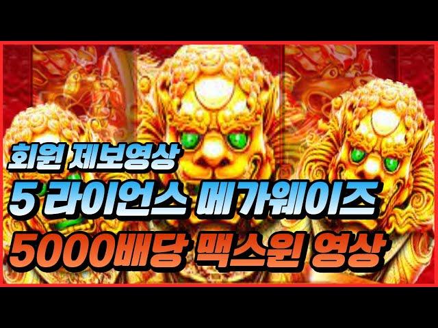 [슬롯] 5 라이언스 메가웨이즈5000배당 !! 상한당첨!! 200원으로100만원 풀영상!! 회원 제보영상 [프라그마틱][온라인슬롯][슬롯머신][슬롯라이브][강원랜드][카지노]