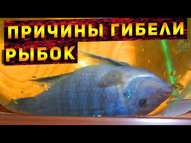 Why do fish die in an aquarium! Causes of death of aquarium fish! TOP 7 causes of fish death!
