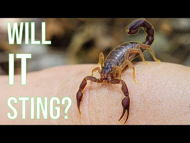 Are Southern Devil Scorpions Dangerous? Holding a Wild Scorpion!