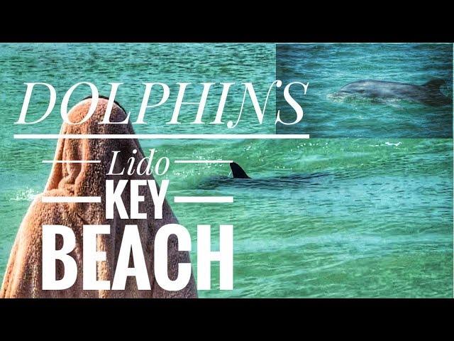 LIDO KEY BEACH DOLPHINS | Sarasota Florida | Mey Estes