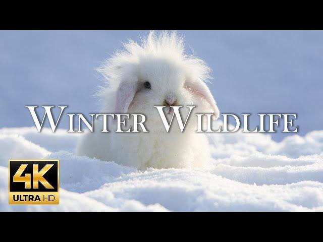 [4K] 11 Hours Of Animals In Winter Wonderland And Soothing Music for Relaxation | Heart Music