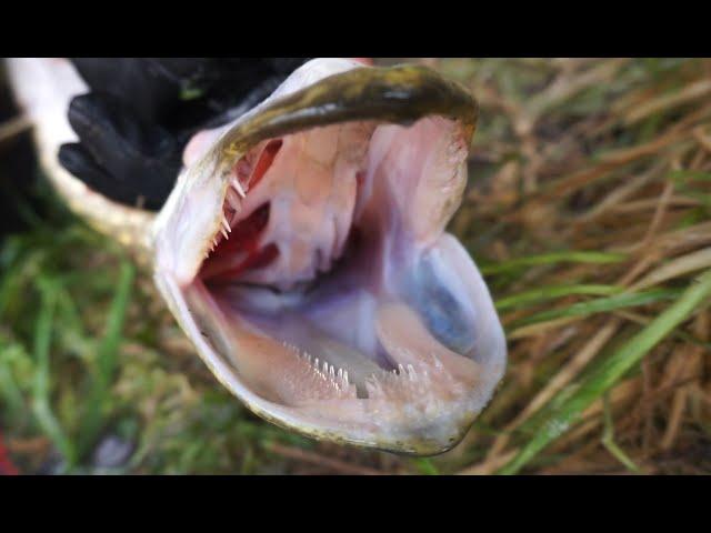 Pike Care and Unhooking Tutorial!