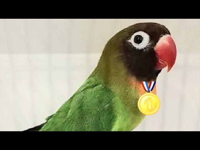 Are Lovebirds Good Pet Birds for Beginners?