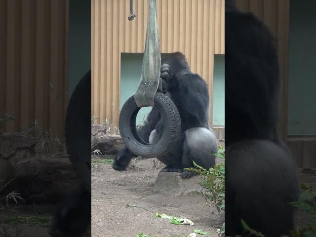 Tire and silverback Momtaro タイヤとゴリラのモモタロウ #momotarofamily #gorilla #momotaro #モモタロウ家族 #京都市動物園 #ゴリラ