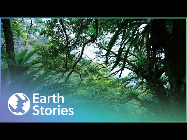 David Attenborough On Hong Kong's Secret Garden | Garden In The Sky | Earth Stories