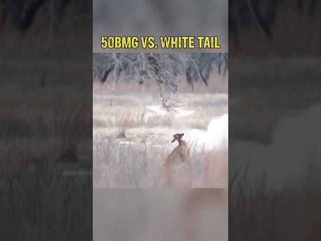 50 BMG vs Whitetail Doe