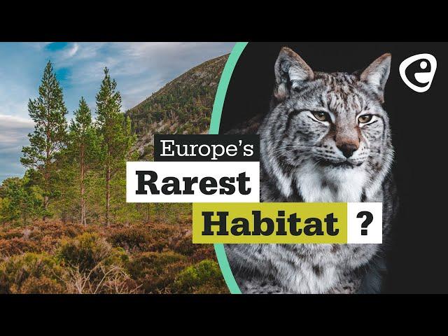 Caledonian Forest - Europe's Rarest habitat?