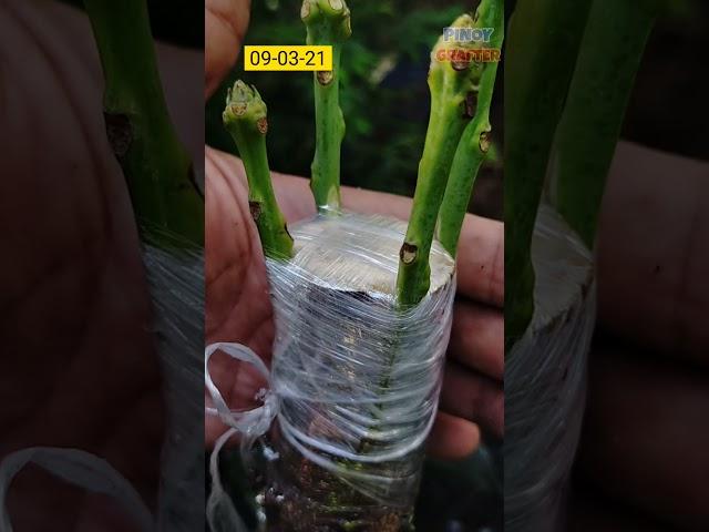 R2E2 MANGO BARK GRAFTING WITH RESULT