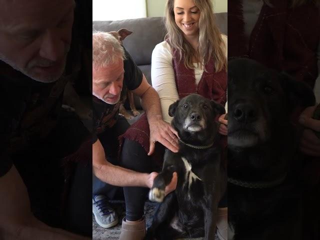 DOG STARES THE ENTIRE ADJUSTMENT  Animal Chiropractor