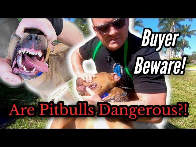 Is a Pitbull Right for you and your family?!