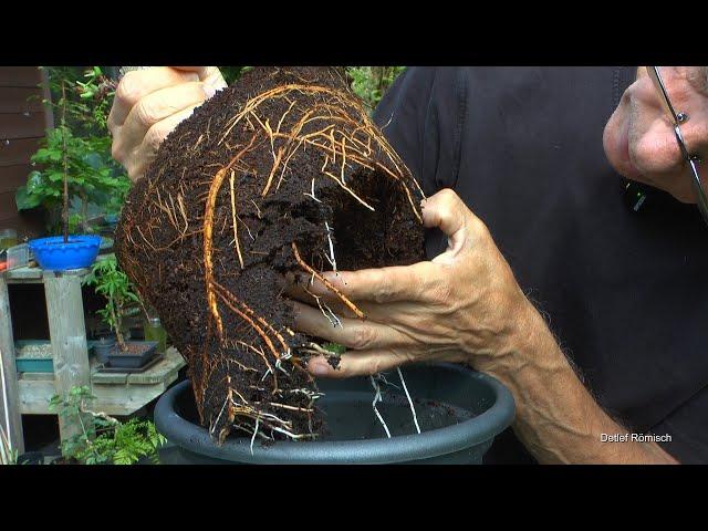 Schäden an den Pflanzen. Was kann da passiert sein? Bonsai im August.