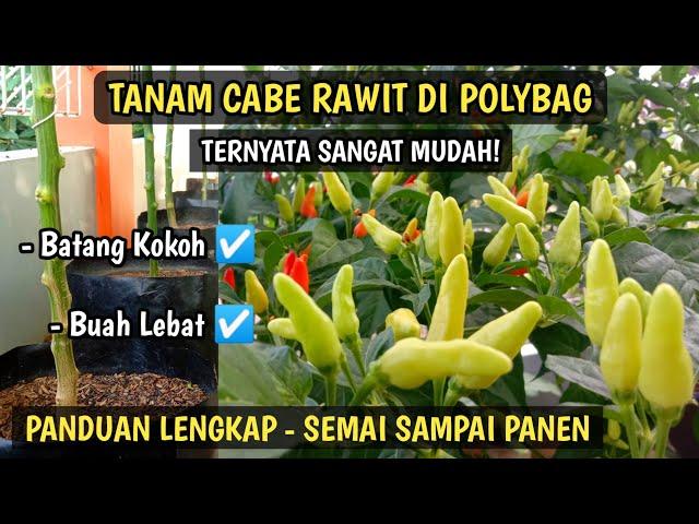 Cara Menanam Cabe di Polybag Agar Berbuah Lebat | Panduan Lengkap Menanam Cabe Rawit