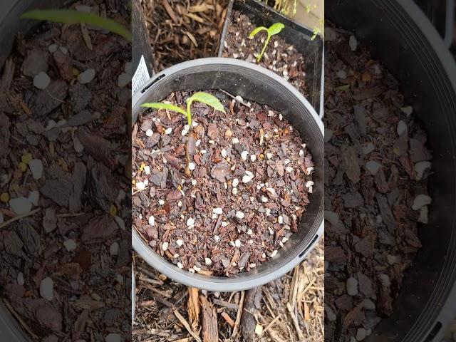 American PawPaw (Asimina Triloba) extremely resilient 'tropical' plants for frost prone places.