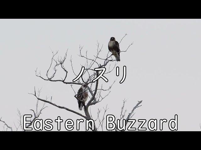 Eastern Buzzard ノスリの飛翔とホバリング　猛禽類