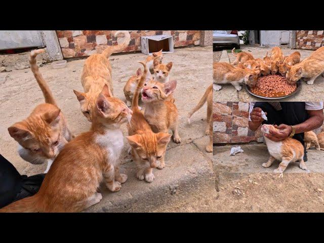 I will try to be the person that the stray cats in my city love the most || PART 1