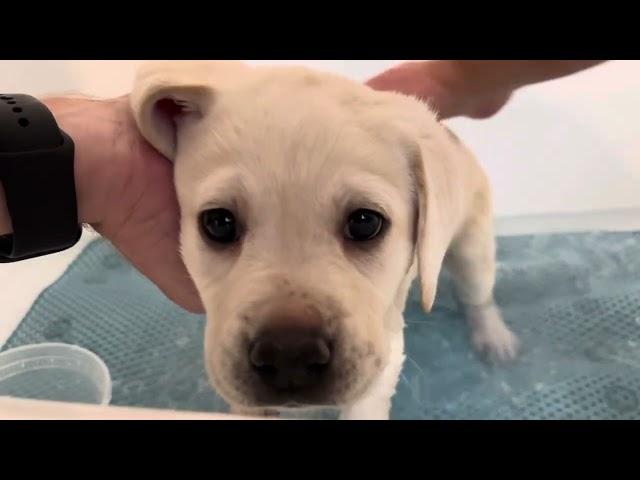 Lab Puppy DONNER takes a Bath Before his Christmas Party!  #labrador #puppy #cutepuppies