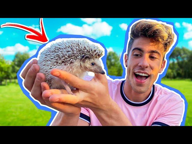 INTRODUCING MY NEW PET: PINKY !! *A HEDGEHOG!!*