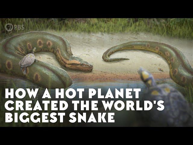 How a Hot Planet Created the World's Biggest Snake