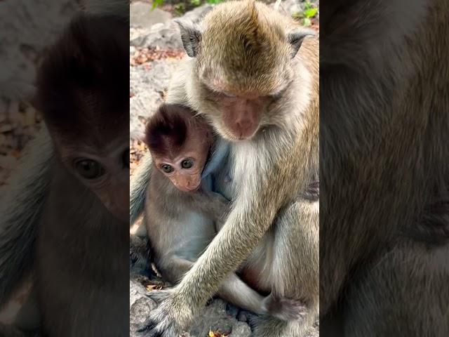 #Animakey #mom&baby#lovelymonkey#babysocute#viral#animals#youtube#shorts#like#Subscribe#