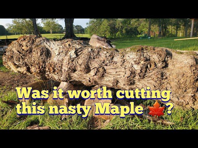 Was it worth it trying to save this nasty Red Maple log?