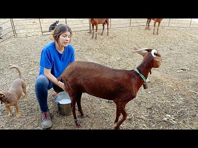 Ordeñando a las cabras, la verata se la reservo a Tamboríl