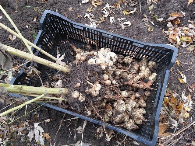 Harvesting Jerusalem Artichokes (Sunchokes) - The Wisconsin Vegetable Gardener Extra 73