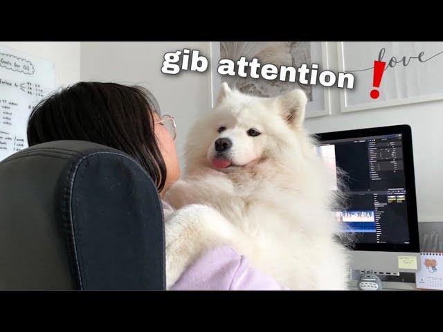 Things You Give Up When You Get A Samoyed