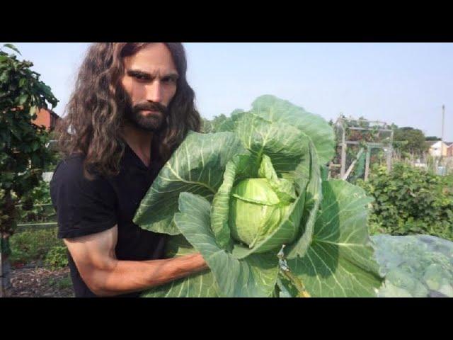 How to grow early Summer cabbage. Sow to harvest