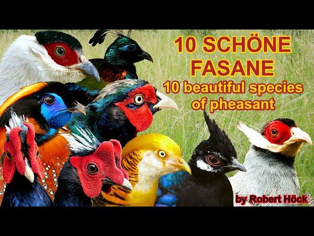 10 gorgeous species of pheasant: Swinhoe, Golden, Peacock, Eared, Common, Tragopan, Himalayan monal