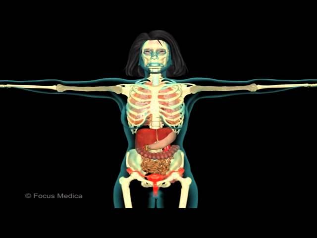 Unser Körper in 3D - Skelett und Muskulatur