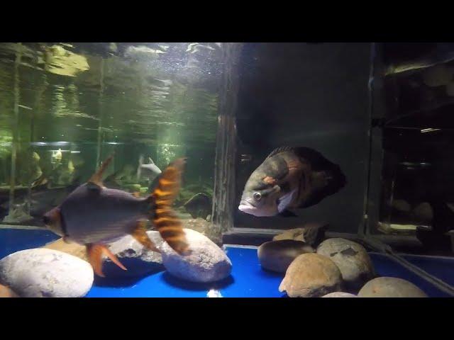 Stories of flagtail red fin Prochilodus, 1ft/30cm 4yo & 16"/40cm 8yo, in 1800 gal