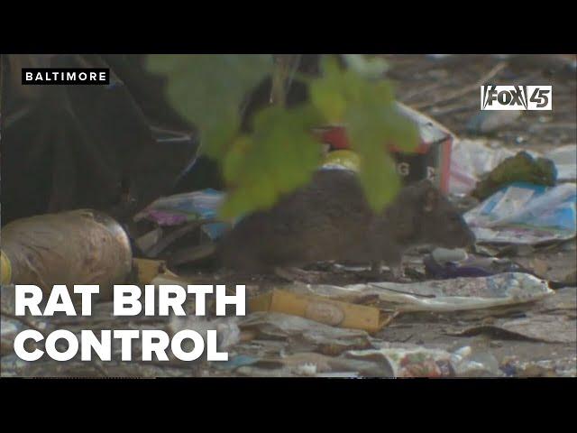 Rat birth control? It could be an innovative solution to Baltimore's rat problem