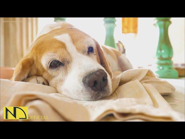 20 HOURS of Dog Calming MusicDog Sleep Music Anti Separation Anxiety Relief Music⭐NadanMusic