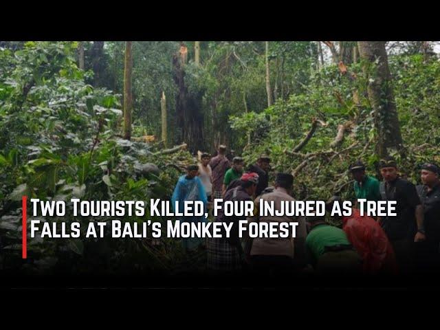 Two tourists killed, four injured as tree falls at Bali's Monkey Forest