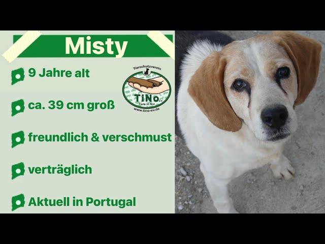 Misty 05/2024 - ältere Hundedame sucht Zuhause!