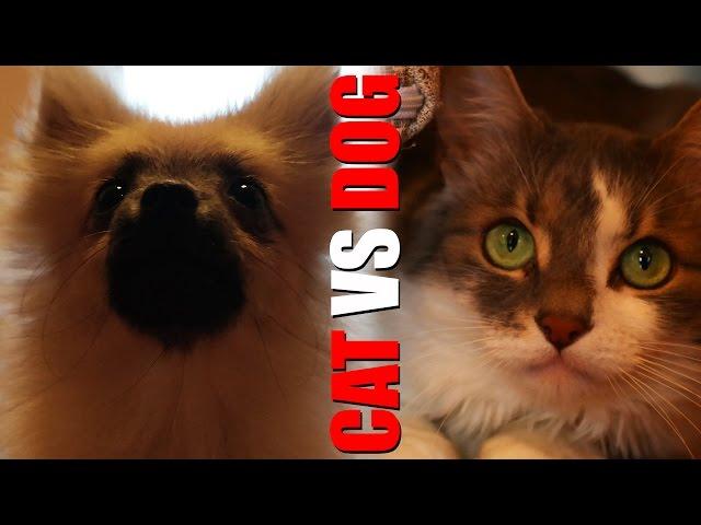 Reynard the Pomeranian VS Destin the Cat - UPDATE: Will they get along?