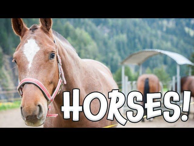 Horses!  Learn about Horses for Children