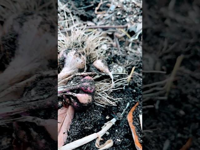 #What a lame garlic farming! #알량한 오개닉 마늘 농사.  #organic garlic farming