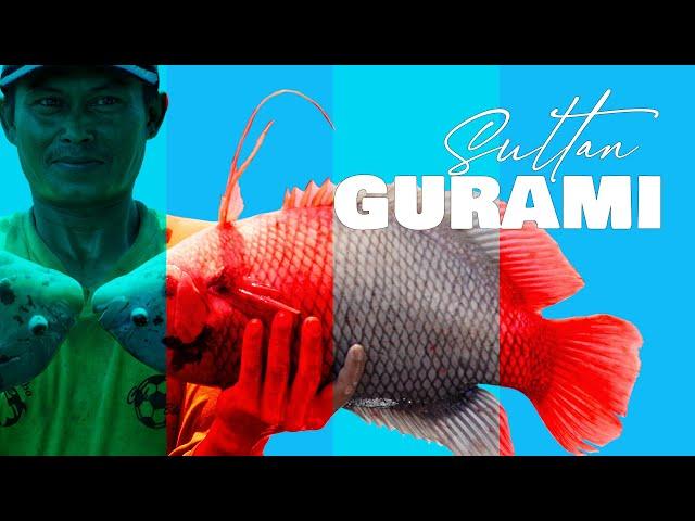 #Budidaya #ikan  #gurami  dari Pembenihan sampai Pembesaran tetap Menguntungkan