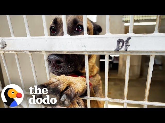 Dog Injures Herself Trying To Get Pets At The Shelter | The Dodo